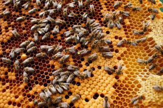 Pamiętajcie o pszczołach!  Światowy Dzień Ziemi z Pasiekami Rodziny Sadowskich