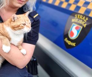 Garfield szybko zdobył należne mu miejsce w komendzie Straży Miejskiej w Świdniku