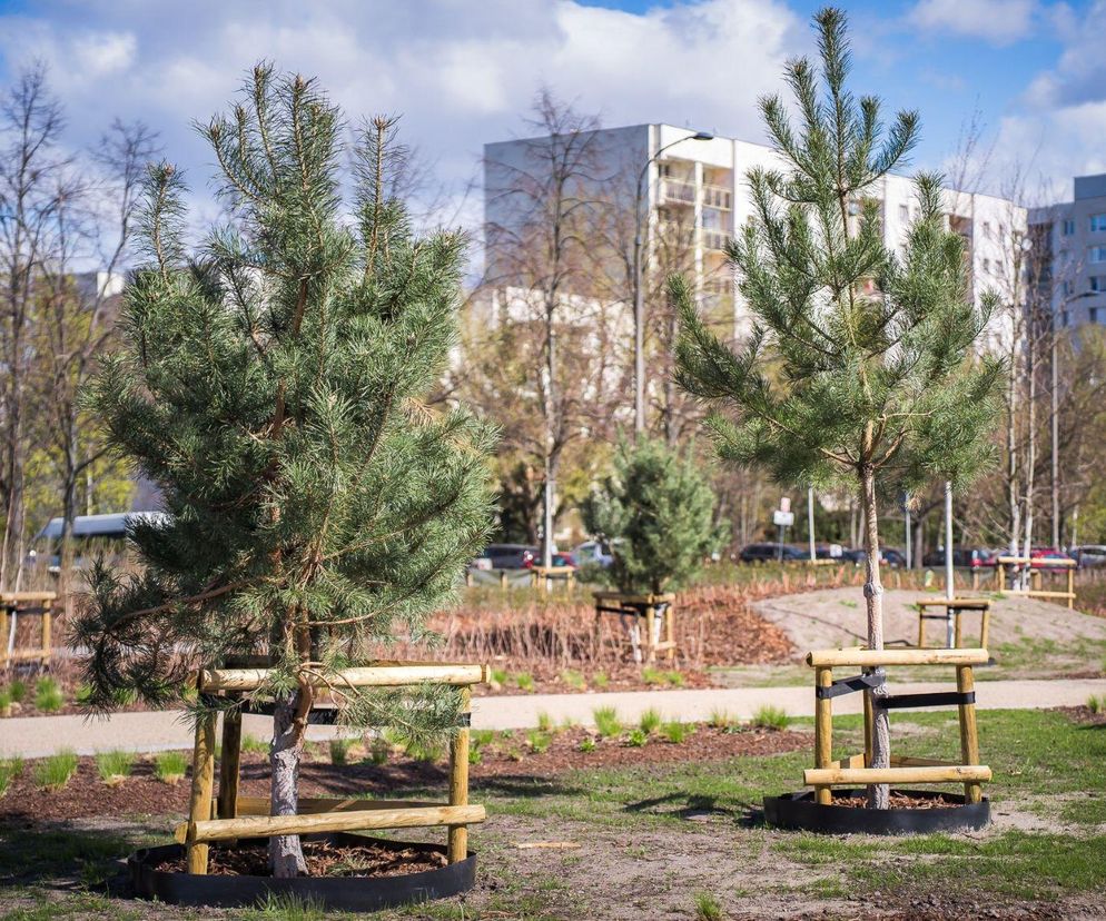 Wygląda niepozornie, ale to pierwszy taki park w Polsce! Na górze drzewa, na dole samochody