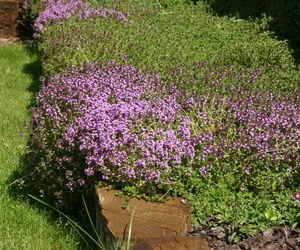 Macierzanka piaskowa - Thymus serpyllum