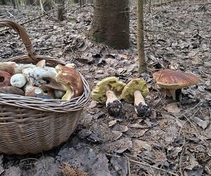 Wysyp grzybów w woj. świętokrzyskim. „Rosną jak na drożdżach”