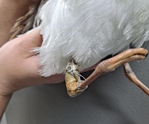 Śmierć w żyłce. Warszawskie ptaki giną przez śmieci wędkarzy.