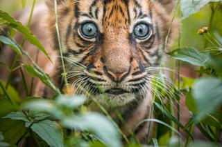 Ta śliczna tygrysica nasz opuszcza 