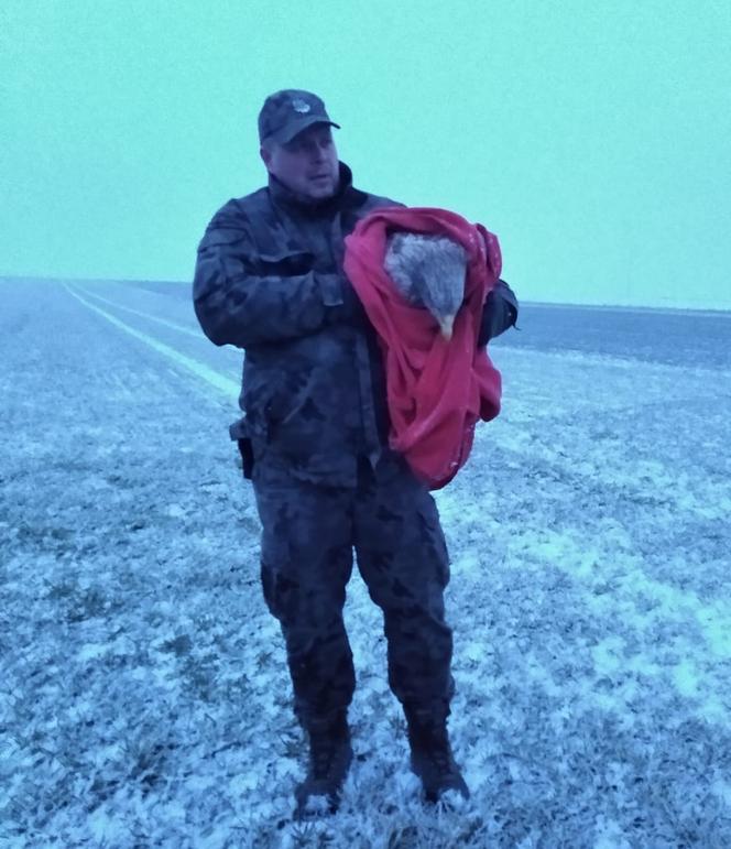 Akcja służb pod Piotrkowem Trybunalskim. Uratowano potężnego orła!