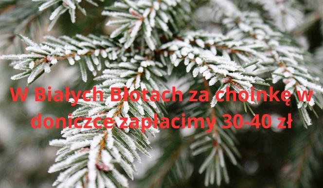 Najtańsze choinki w Bydgoszczy i okolicach. Tu dostaniesz ładnego świerka już za 28 zł