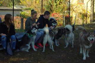 Husky opanowały Psi Park! [GALERIA]