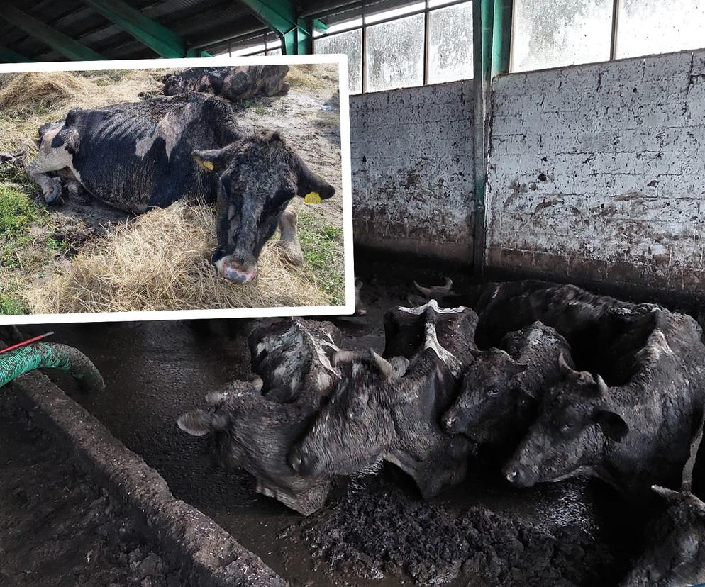 Koszmar zwierząt na Mazurach. Krowy tarzały się w błocie, wiele z nich umierało w męczarniach