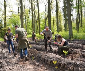 Dęby, buki czy jawory - w parku-arboretum w Gołuchowie posadzano 1000 nowych drzew