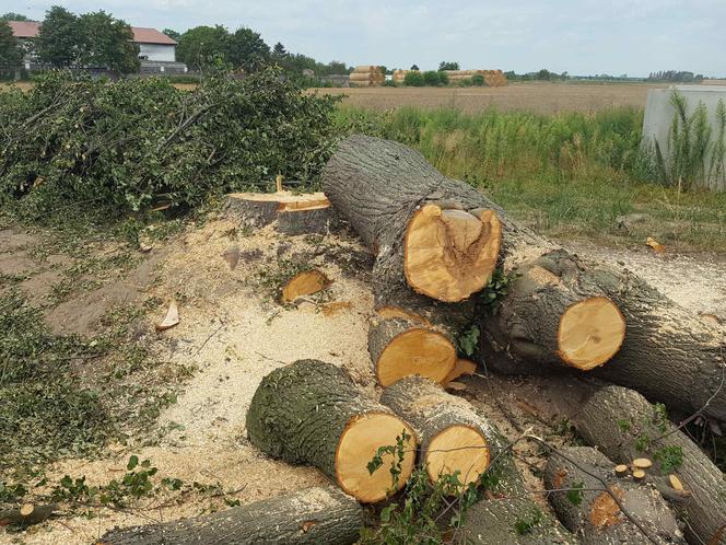 Były starsze od niejednego mieszkańca Leszna.  Z ul. Szybowników znikają dorodne lipy