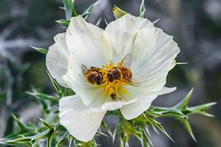 Czy nadchodzi „pszczela apokalipsa”? Bo skróciło się życie pszczół...