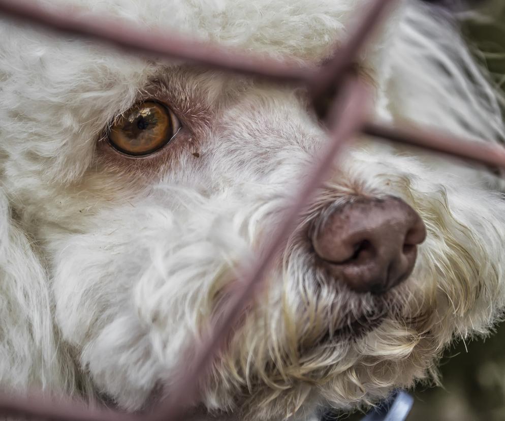 Lata więzienia za bestialstwo wobec zwierząt i obowiązkowe szkolenie dla właścicieli psów. Rząd zaostrzył przepisy