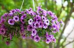 Petunia
