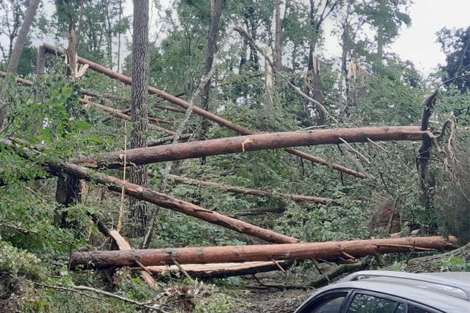 Zakaz wstępu do lasów pod Olsztynem. Zagrożenie na terenie trzech leśnictw