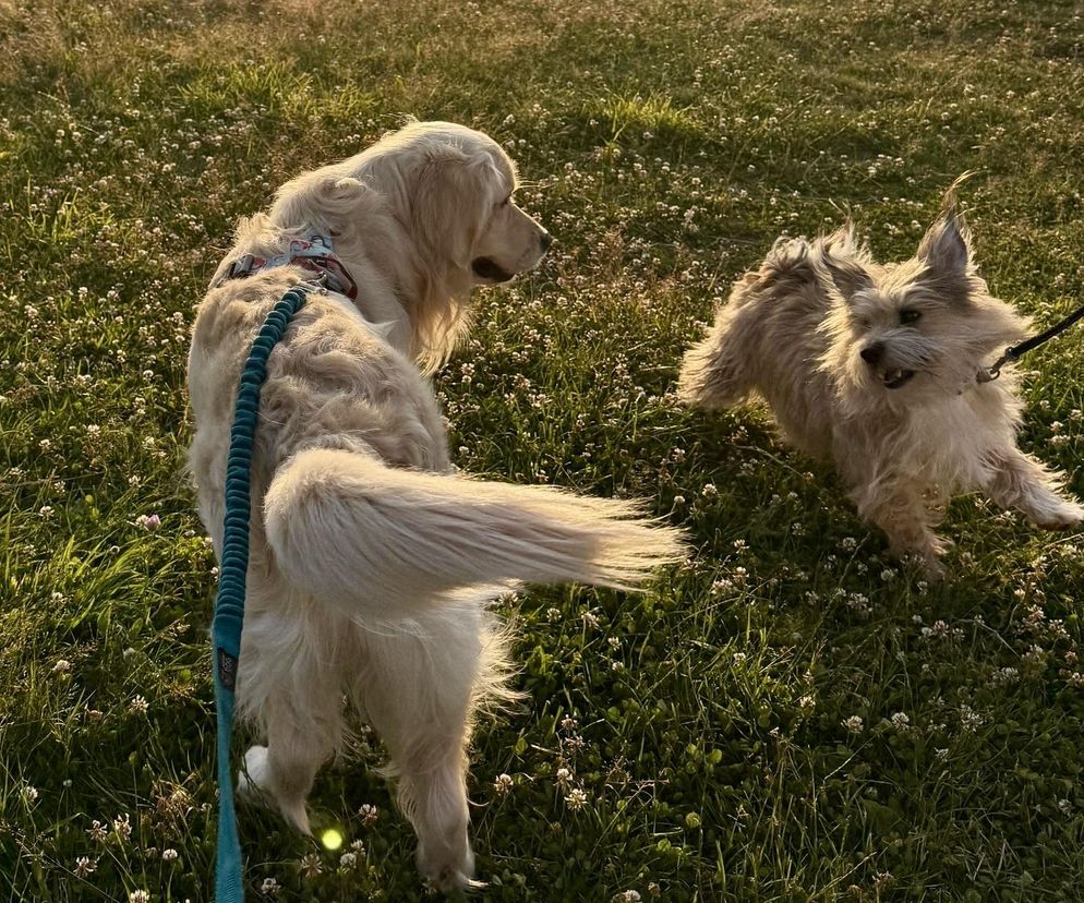 Góry z psem? Szczyrk na Was czeka 