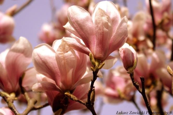 Szczecińskie magnolie