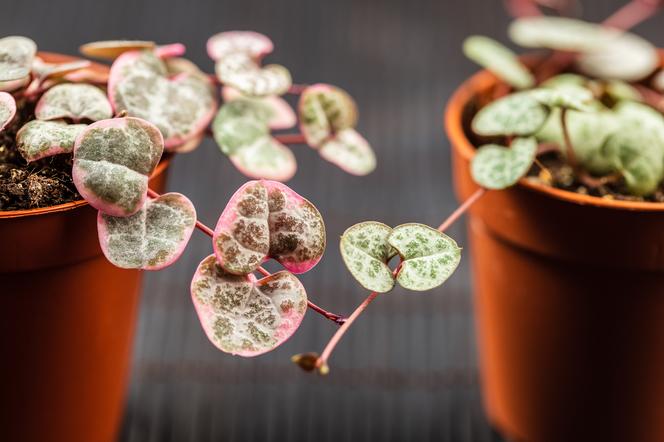 2. Ceropegia Woodii 'Rosa'