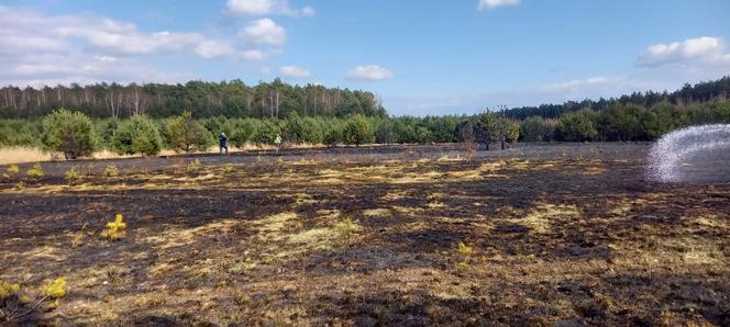 Pożar trawy w powiecie jędrzejowskim