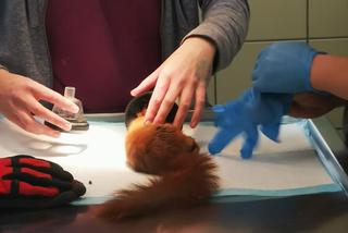 Wielka operacja mikropacjenta