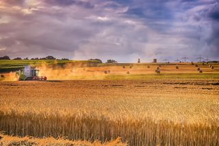 Zakaz importu ukraińskiego zboża. Minister: „Nie poddamy się”