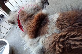 Obrońcy zwierząt i policja u sołtysa. Bambi cierpiał, miał rany na całym ciele.