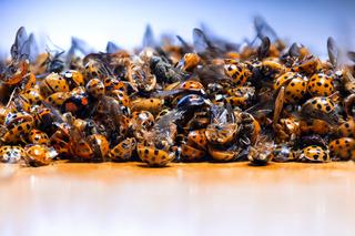 Inwazja azjatyckich biedronek w Polsce. Tak wyglądają i mogą być groźne!