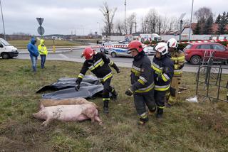 Wypadek ciężarówki przewożącej świnie w Wierzbicy koło Serocka