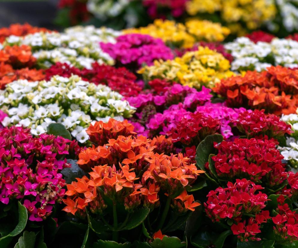  Kalanchoe Blossfelda 