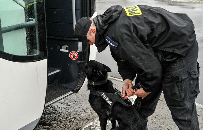 Gorzów: Policyjne psy przeszły specjalne szkolenie... w autobusie [GALERIA]