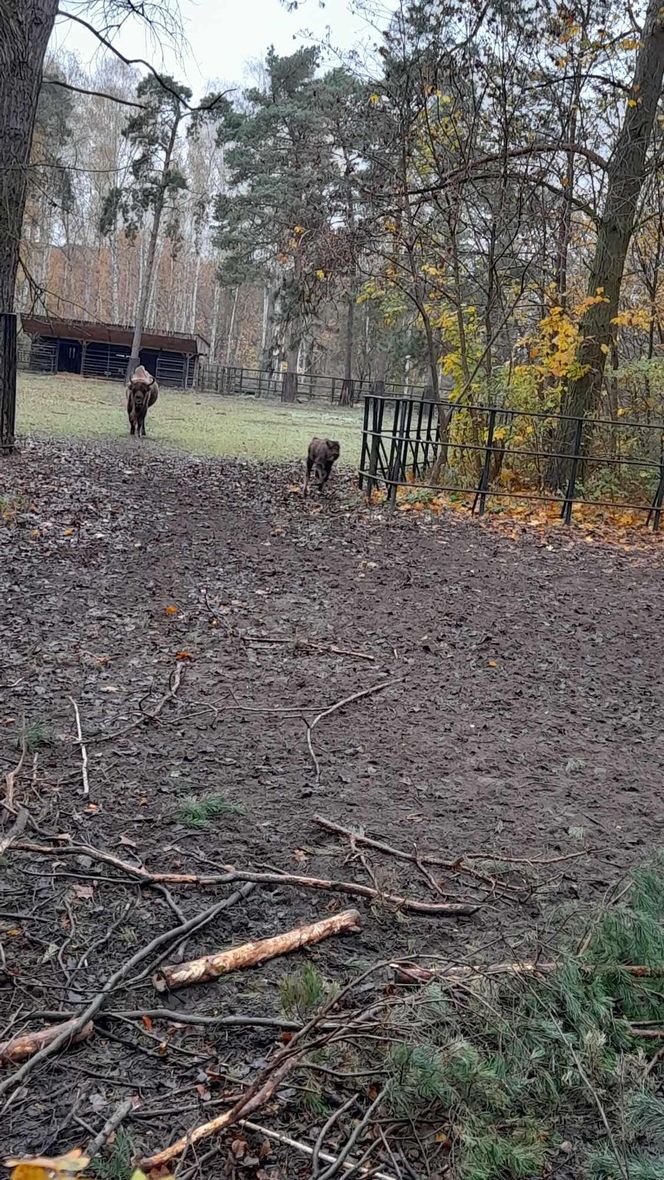 Młodą żubrzyczką w bydgoskim zoo opiekują się babcia i mama. "Ona jest od chmur zawracania!"