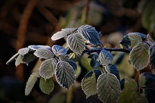 Pogoda oszalała! Zimny szok na przełomie maja i czerwca. Przymrozki nawet do -5°C