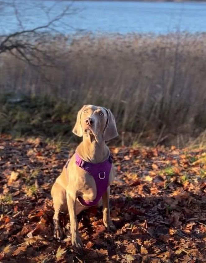 Przejechali mu psa oplem. "Zabili moją Sunię"