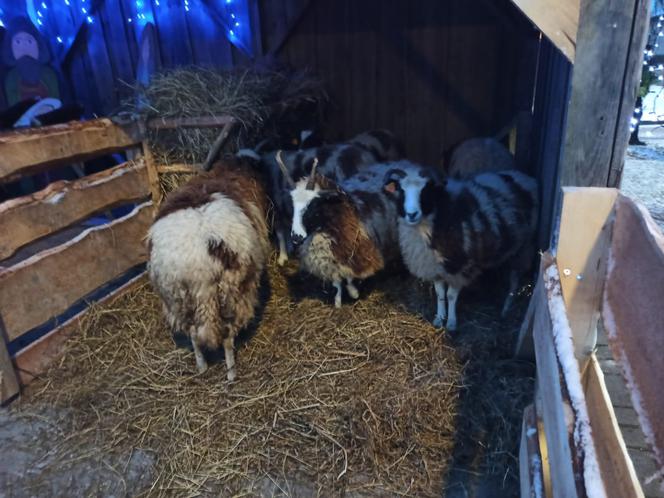 Bożonarodzeniowa szopka w Dywitach gotowa! Zamieszkało w niej sześć owieczek [ZDJĘCIA]