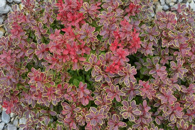 Berberys Thunberga 'Coronita'