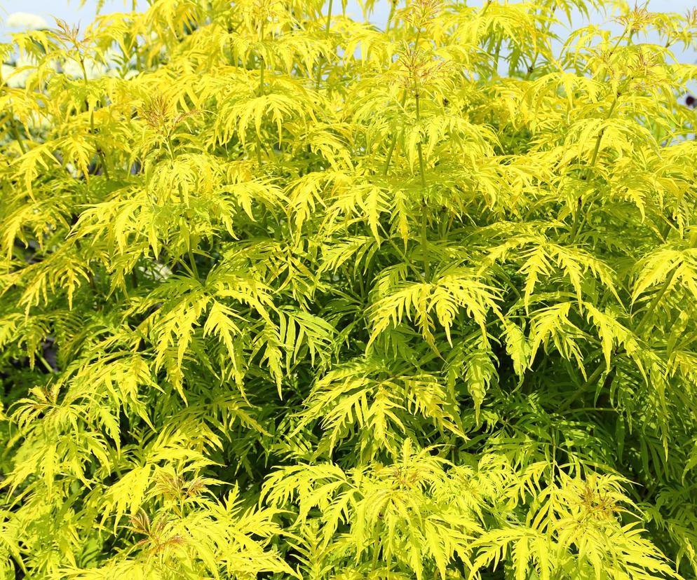 Bez koralowy 'Plumosa Aurea' 