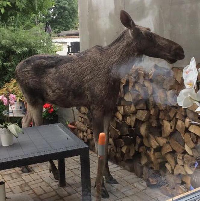 Bydgoszczanka spotkała w ogrodzie... łosia. Zwierzę spacerowało przed jej domem [ZDJĘCIA]