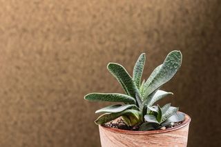 Gasteria