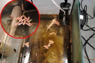 Zapomniany w akwarium, walczył o życie. Historia Zenka, aksolotla ze Świętochłowic, i jego Smoczej Mamy