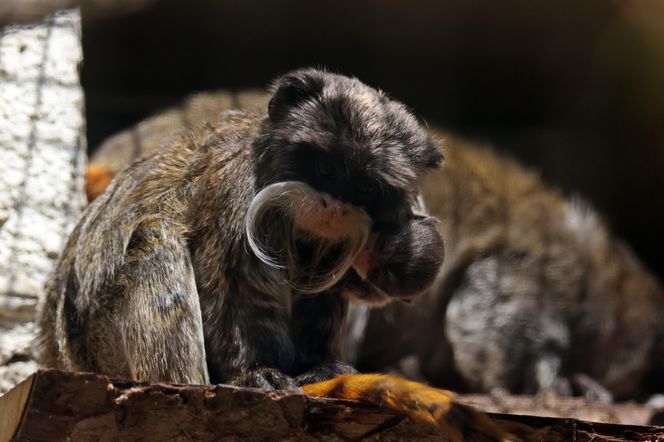 Tamaryna cesarska przyszła na świat w gdańskim zoo