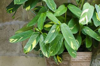 Ctenanthe - Ctenanthe oppenheimiana