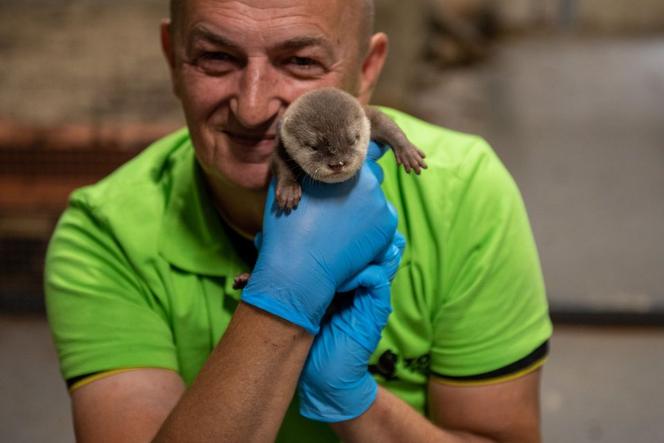 Wydrzątka z łódzkiego ZOO