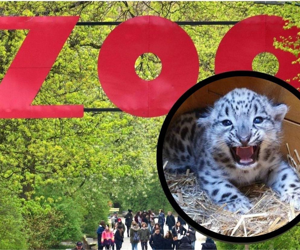 Irbis w Wrszawskim Zoo