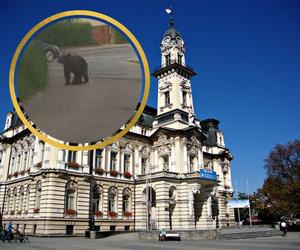 Nowy Sącz. Niedźwiedź spacerował ulicami miasta. Jest apel władz!