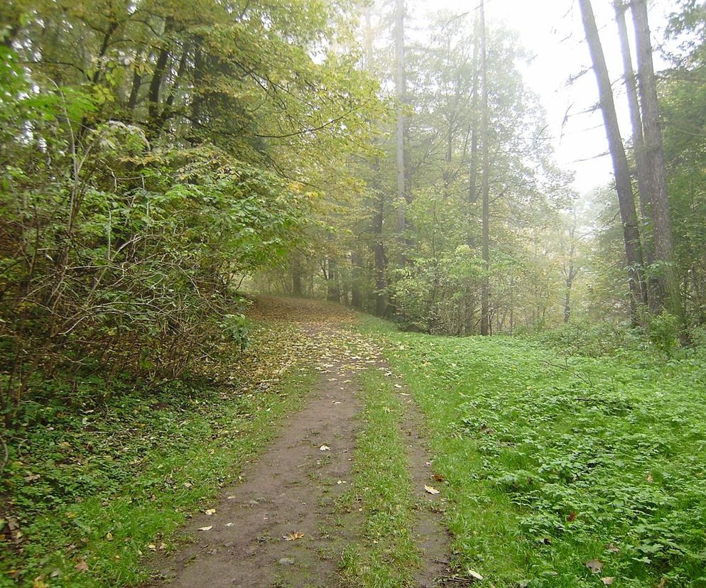 Lubelskie - transgraniczna współpraca i polsko-ukraińska rewitalizacja parków 