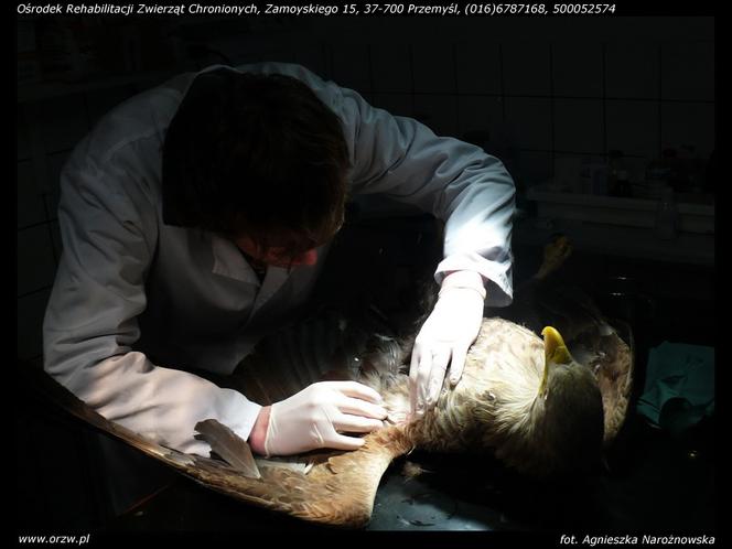 Uratowali zatrutego orła