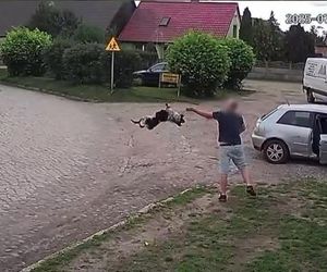 Złapał psa i rzucił nim o ziemię. Wstrząsające nagranie obiegło sieć