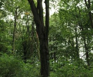 To największy kompleks leśny na Mazurach. Co krok pojawiają się malownicze jeziora
