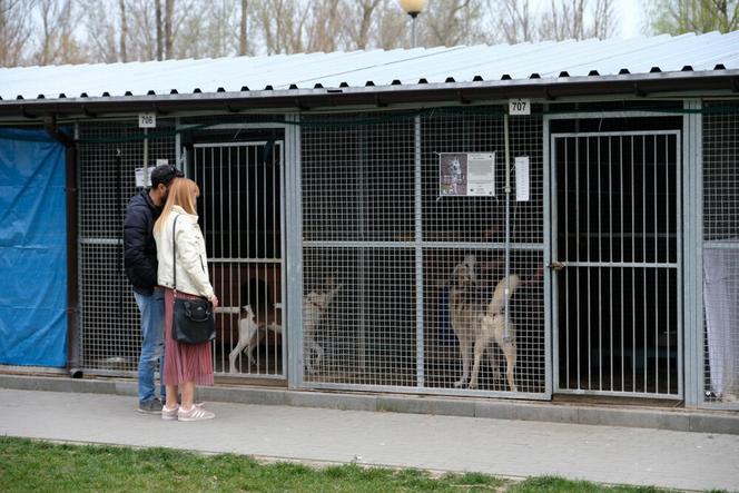 Chaos w schronisku na Paluchu. Wolontariusze skarżą się na dyrekcję do prezydenta