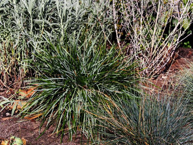 Sesleria 