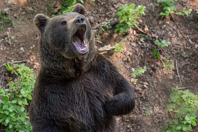 Bieszczady: Niedźwiedź grasuje w Olchowcu. Wójt Czarnej ostrzega turystów