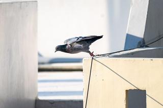 Zakaz karmienia gołębi 